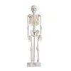 /product-detail/factory-price-mkr-102-85cm-cheap-plastic-human-skeleton-made-in-china-for-sale-62308301564.html