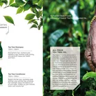 Anti-dandruff moisture and releases scalp Tea Tree Oil Shampoo