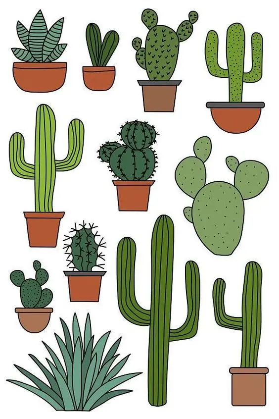 cactus.jpg
