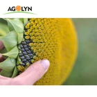 Agolyn crispy salty big size 361 roasted sunflower seed kernel