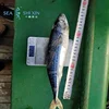 fresh seafood canned frozen whole pacific mackerel fish suppliers bqf packing