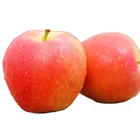 China Wholesale Price Certificate Apple Price Fresh Royal Gala Apples Serbia Poland Red Gala Apple