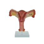 Life Life Size Educational Tool Female Uterus Model