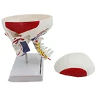 Plastic Anatomical Medical Colored Cervical Vertebrae Skull Model