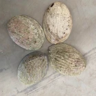 Abalone Shell Shellshell Hot Popular Factory Wholesale Price Abalone Shell