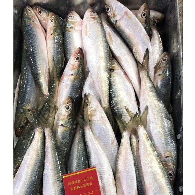 frozen sardine fish whole round (4).jpg