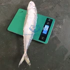 Frozen IQF pacific mackerel chinese supplier