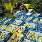 Pear Fresh Top Grade 100% Natural Organic Healthy Sweet Water Jade Pear From China Wholesale