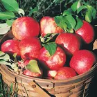 米国栽培さわやかなフルーツアップル honeycrisp ロビンソン新鮮な moq 72-88 カウントクイックデリバリー米国で