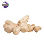Planted high nutritional value farm planting good quality raw ginger