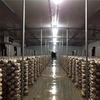 /product-detail/detan-mass-product-only-cultivting-shiitake-mushroom-spawn-bags-logs-spawns-yearly-supply-offer-online-technical-guidance--62239068334.html