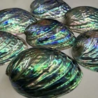 Abalone Raw Material Wholesale In Stock 8-10cm Polished Colorful New Zealand Abalone Large Shell Pieces
