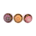 Plants Factory Direct Sales Mini Artificial Succulents Small High-Quality Artificial Plants
