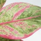 Fakes Plants 50Cm Hight Simulation Fakes Potted Plants Houseplant Dieffenbachia For Decoration
