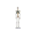 Model Medical 85cm Human Model Medical Science Skull Skeleton