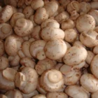 China canned mushroom wholes in 425ml tin, 1st grade, fresh pack champignons