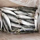 Good Quality Fresh Seafood price frozen sardine fish