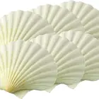 Factory Price !!Wholesale Clean Scallop Shell Used For Seafood Shellfish Tableware