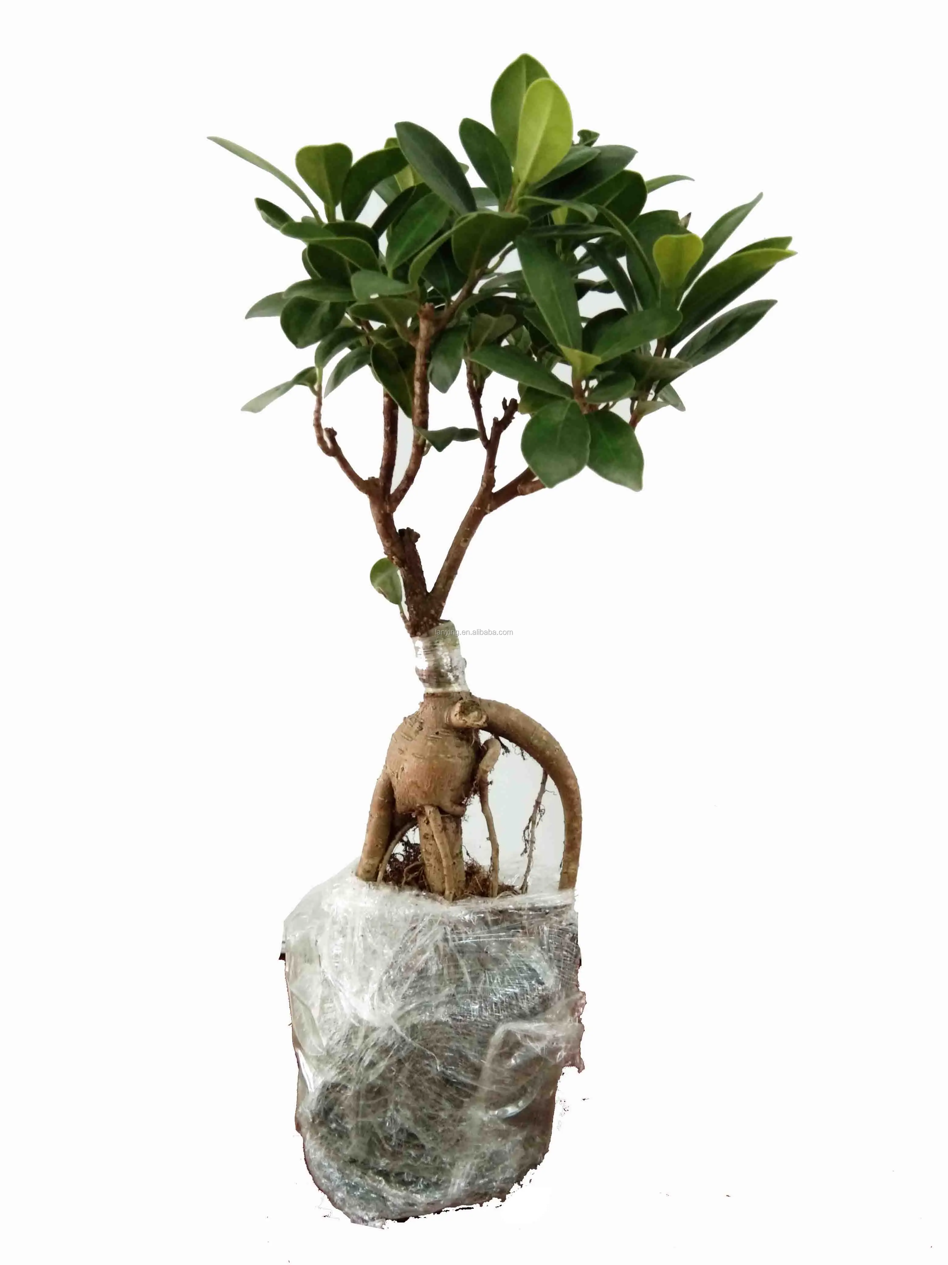 green ficus ginseng bonsai tree ficus microcarpa plant in flower