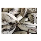 新鮮凍結 skipjack カツオ魚巨人 1.8 キロ + 卸売価格海冷凍良質
