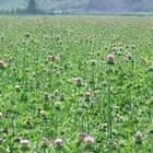 Silymarin Bulk Milk Powder Powder Thistle Milk Wholesale Bulk Milk Thistle Extract Powder 80% Silymarin