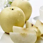 Pear Supply Chinese Fresh Fruit Snow Pear Style GAP Color Weight Origin Type Variety Size Grade BRC ISO