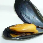 Whole Cheap Price Frozen Mussels/ Half-shell Mussels