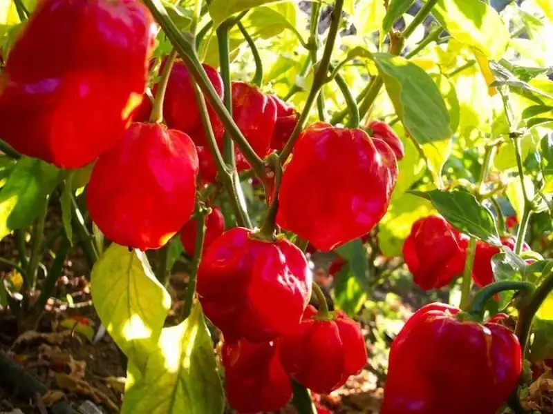 hybrid f1 yellow pepper jalapeno carolina chilli