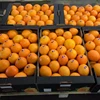 /product-detail/exports-best-price-fruits-oranges-fresh-from-greece-62423688703.html