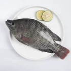 wholesale high quality frozen seafood tilapia fish fillet