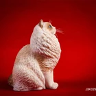 Doll Wholesale Art Resin Sculpture Cat Outdoor Sculpture Cat Ornament Doll For Sale