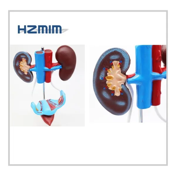 reproductive model.jpg