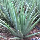 Powder Powderpowder Top Quality Aloe Vera Extract Powder /aloe Emodin 98% CAS No.:481-72-1
