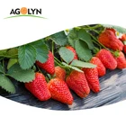 Dried Strawberry AGOLYN Fruit Bulk Organic Freeze-dried Strawberries