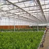 /product-detail/greenhouse-of-multi-span-glass-and-pc-corving-for-plant-flower-62384374228.html