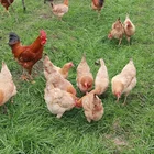 Poultry feed additive growth promoter boost health powdered probiotics