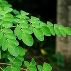 Moringa Oleifera Supply 100% Natural Loss Weight Moringa Oleifera Leaf Powder
