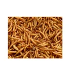 best mealworm mealworm supplier fish food selling
