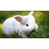 Full Drill Rabbit 5D Diamond Painting Picture Embroidery Cross Stitch Crafts