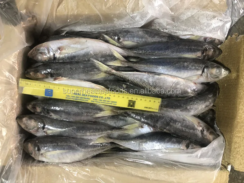 frozen horse mackerel