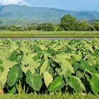 Taro Taro Taro Potato Fresh COMMON