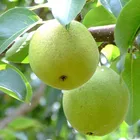 3 kg snow canned halves bartlett pear fruit slice