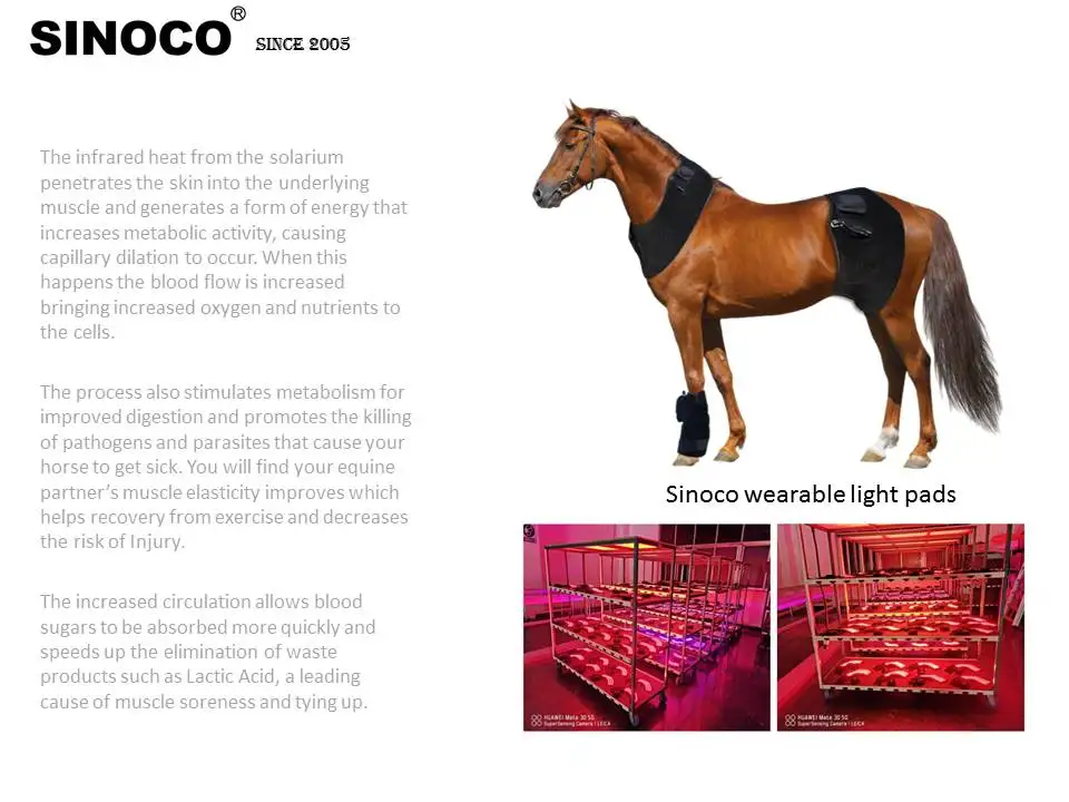 Equine solarium device Canine Physiotherapy Equipment horse wraps pads red and infrared light goods