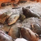 Fish Factory Supply Frozen Whole Round Tilapia Fish