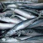 Frozen seafood IQF pacific mackerel