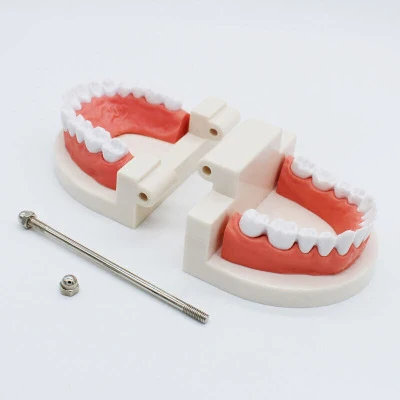 Dental Teaching Model (2).jpg
