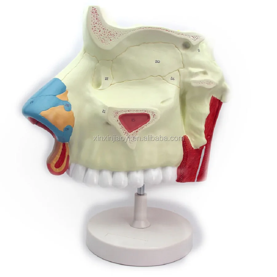 display model of nasal cavity/oral cavity/pharynx