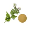 Hot Sale Marshmallow Root Extract powder 10:1 Marshmallow root extract