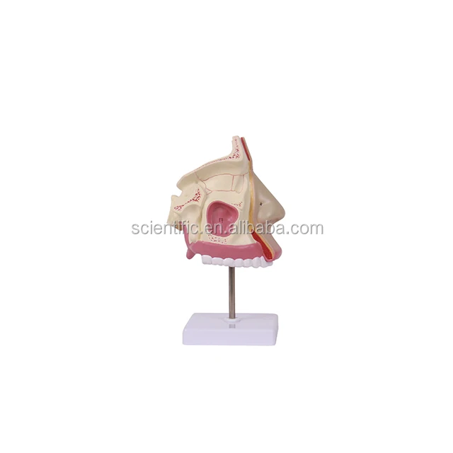 high quality life size human nasal cavity model for medical