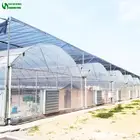 Low Price Commercial Agriculture Green House Wide Wide PE Plastic Film Greenhouse for Farming